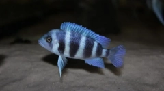 Dighore frontose (cyphotilapia frontosa)