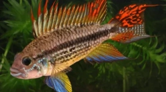 Cichlids - značajke, sadržaj, uzgoj