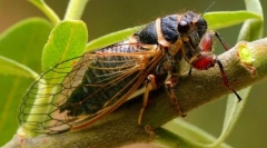 Tsicada (fotografija): vkvanski insekt