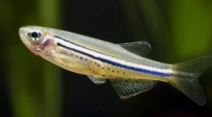 Danio (danio)