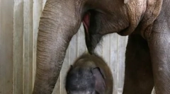 Beba, okružena brigom za majčinstvo i ljubav (23 fotografije)