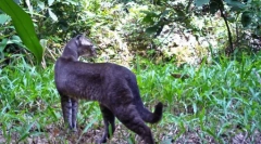 Divlja zlatna mačka i njene karakteristike