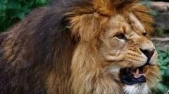 Divlji i kućni ljubimci