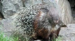Porcupin