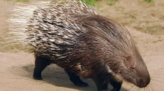 Duhovitost