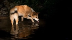 Dingo - divlji pas australija