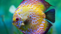 Diskusije (simfysodon)