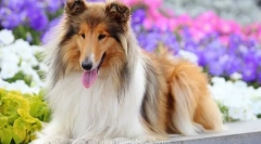 Dugodlaki collie