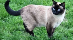 Za koje mačke brkovi?