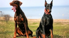 Doberman pinscher (foto): sve o značajkama nesebično neposrednog vlasnika pasmine