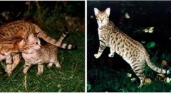 Domaće mačke izvedene iz divljih kolega