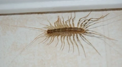 Početna mukholovka: upoznavanje sa susjedima