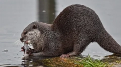 Početna otter: ljubavna životinja ili divlja životinja