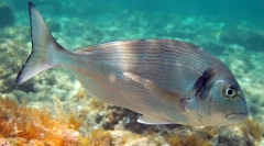 Dorado