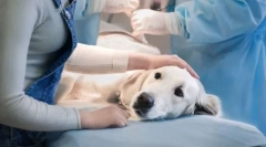 Prednosti i nedostaci sterilizacije