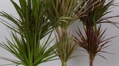 Dracaena