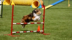 Trening za prevazilaženje prepreka