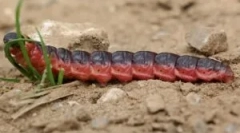 Aweller miris i šteta, upali se