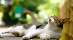 Drartal za mačke: svjedočenje i kontraindikacije lijeka