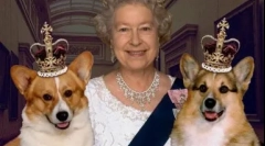 Dvostruki nadimci za pse, ruskog i stranog