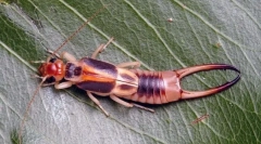 Dva savjeta