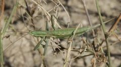 Popanya dipka