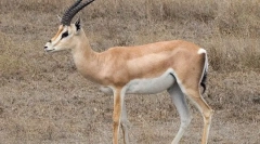 Jaran