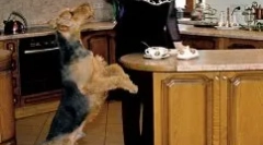 Elena malysheva i njen pas - namjenski pas charles