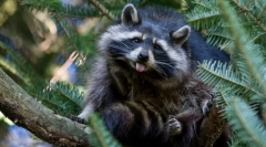 Raccoon polski