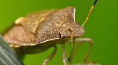 Prirodni neprijatelji klopov