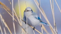 Evropska bijela lazorovka