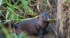 Evropski mink