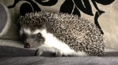 Hezhi: opis u kojem živi, stanište, stil života