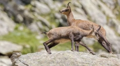 Fauna visoki obrtni moment