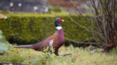 Pheasanov. Porodica ptica