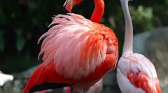 Flamingo običan