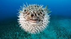 Formiraju oblik ribe