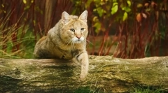 Fotografija reed cats: sve o pasmini, karakteru, sadržaju