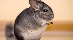 Voće, povrće i bobice za chinchilla