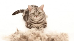 Kat furmitator: neophodni uređaj za brušenje i kućnu njegu