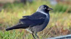 Galka