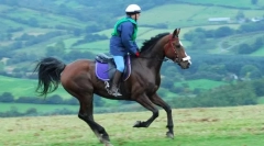 Galop i prelazi iz jednog allyure u drugi