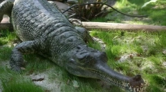 Ganges gavial