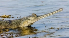 Gavial