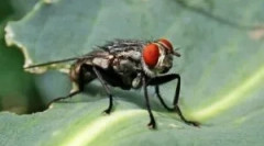 Gde i kako muhe muha?