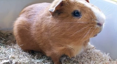 Gdje je domovina zamorca?