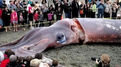 Gdje su gigantski sruci?