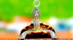 Gde kornjače žive, okoliš i stanište