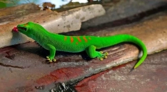 Gecko (foto): gušter sa fantastičnim sposobnostima