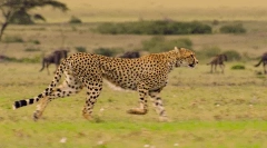 Cheetah: zanimljive činjenice o brzom brzom gradetoru